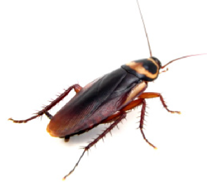 American Cockroach