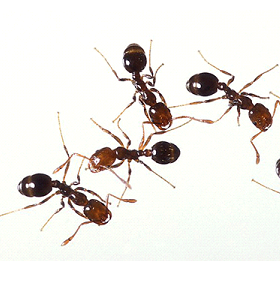 Ant2